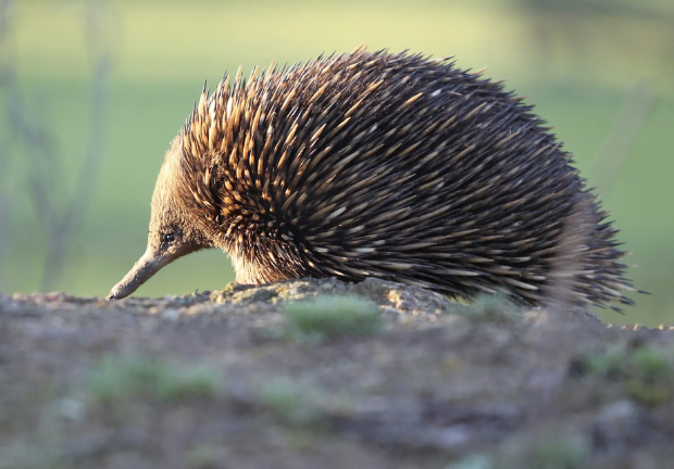 echidna cheatsheet