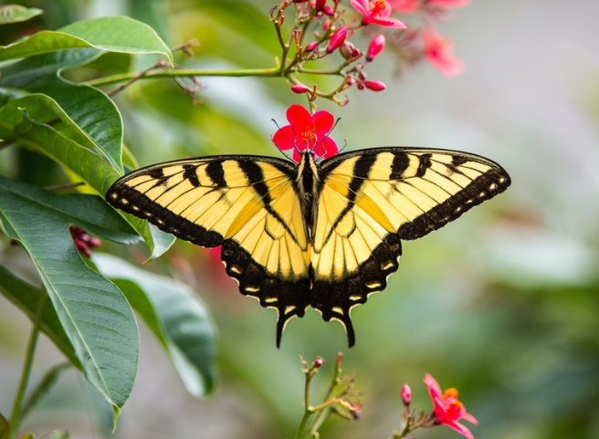 yellow butterfly symbolism