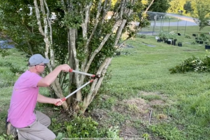 crepe myrtle removal costs