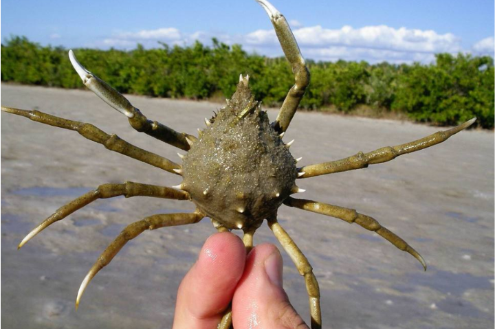 crabnibbie