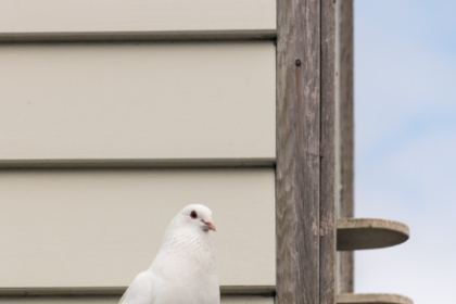 piccione sul balcone significat