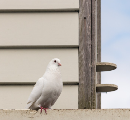 piccione sul balcone significat